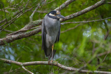 Yellow-crowned Night Heron perched on one leg