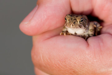A Frog in the Hand