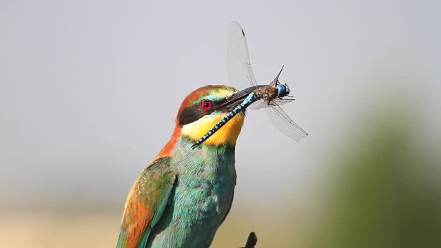 Exotic bird with dragonfly in the beak