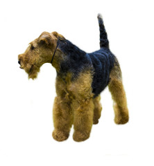 Airedale Terrier dog.  Airedale Terrier isolated on white background