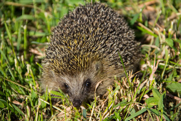 Young prickly hedgehog in green grass