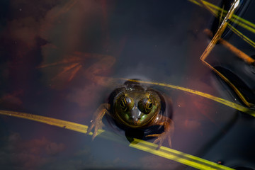 Frog floating in water with reflected clouds