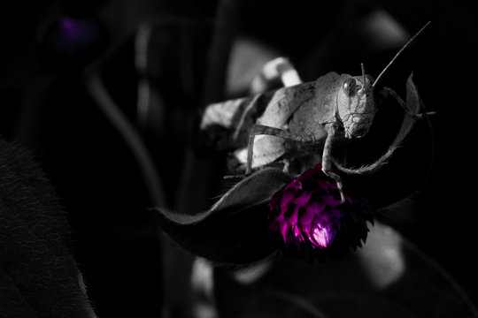 The Flower Assassin