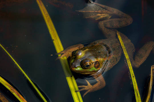 Frog clinging to Bright Green Grass in swampy water