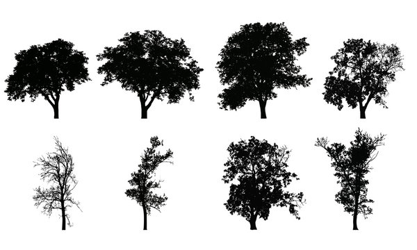 Set of vector realistic silhouettes of deciduous trees, isolated on white background