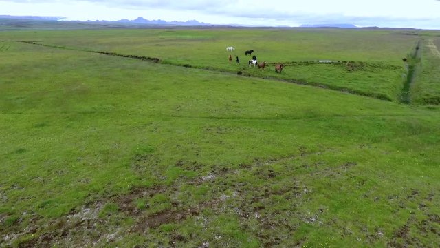 Horses graze in the plain in Iceland. Andreev.