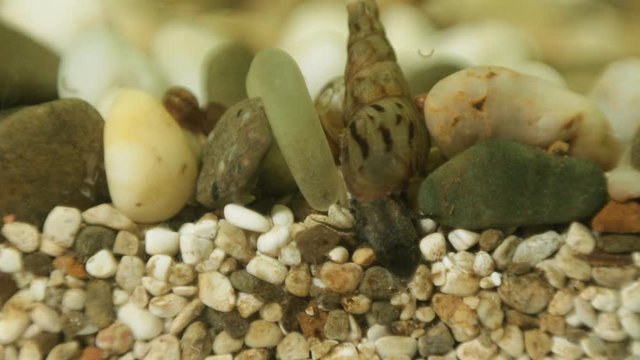 Macro shooting of the snail Melanoides tumcula, the mollusc eats the remains of the feed from the ground, moving apart the stones in the aquarium.