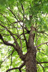 View under the tree background