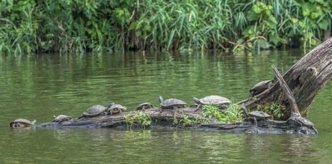 Turtles basking in the Sun on a Log in the Lake                                               