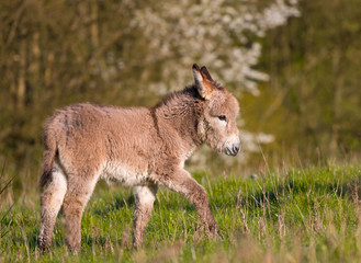 Naklejka na ściany i meble calf of a donkey walking in a field