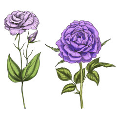 Violet rose and eustoma flowers, bud, leaves and stems isolated on white background. Botanical vector illustration
