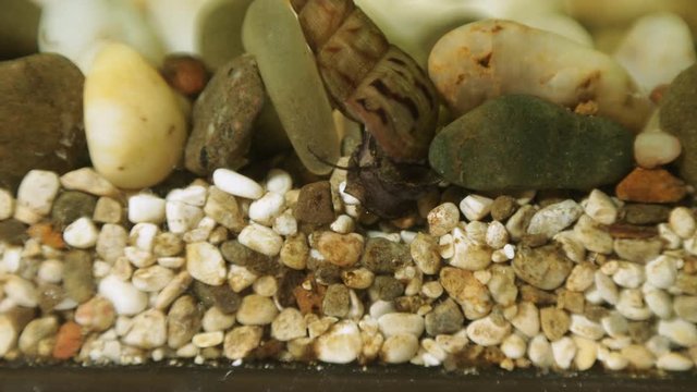 Macro shooting of the snail Melanoides tumcula, the mollusc eats the remains of the feed from the ground, moving apart the stones in the aquarium.