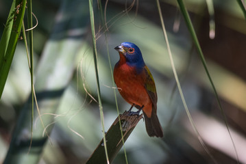 Painted Bunting - male