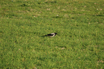 birdwatching in Sardegna