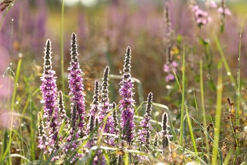 Fototapeta premium Loosestrife (Lythrum salicaria) in the meadow