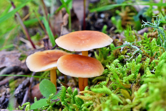 gymnopus dryophilus mushrooms