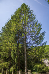 Huge Pine tree