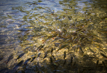 Fish Farm