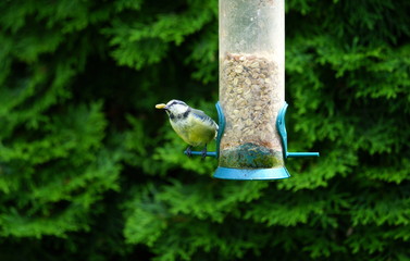 Blaumeise,Futter,Futterspender