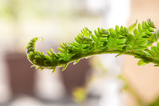 Daba Bilder Durchsuchen 962 Archivfotos, und Videos