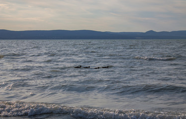 Balaton with ducks