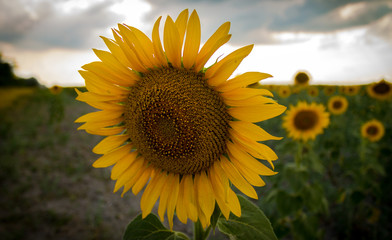 Sunflower close-up.
