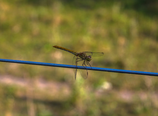 Dragonfly