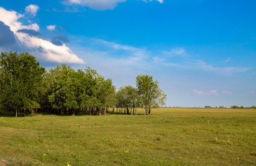 Fototapeta premium Pasture