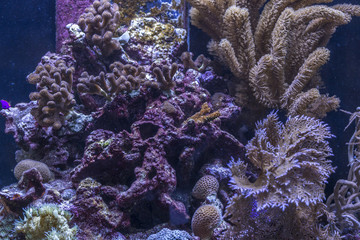 Obraz premium Purple coral with fish
