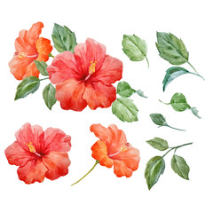 Watercolor vector tropical hibiscus flower - obrazy, fototapety, plakaty