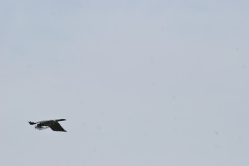 birdwatching in Sardegna