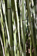 Bambous verts et gris au jardin en été