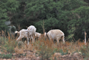 allevamento di caprette