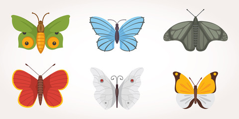 set of colorful Butterfly Vector Design Illustration. summer insect