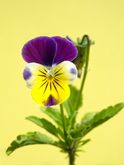 Single pansy flower close-up © Ralph Musto