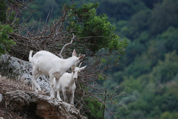 Fototapeta premium allevamento di caprette