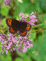 Single brown alpine butterfly on purple blossom