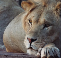 Naklejka premium Lioness Atlas Morocco