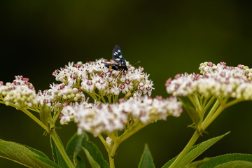 Butterfly on a flower