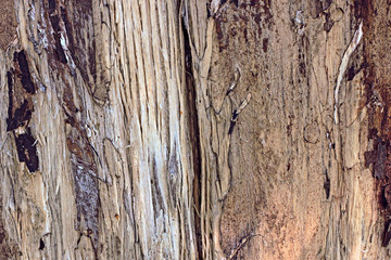 Wood texture closeup macro detail in brown color