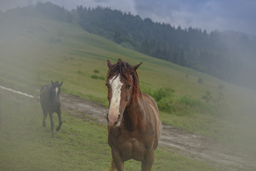 Fototapeta na wymiar The horse in the mountains after the rain