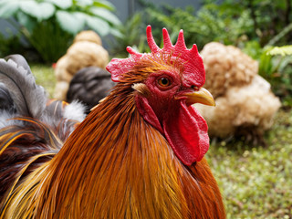 Der Hahn passt auf beim Hühner-Spaziergang im Freien