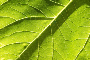 Close up on sunflower structure leaf texture