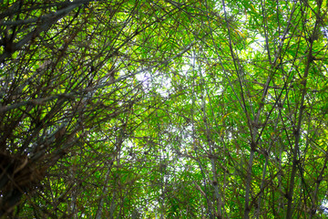 Green tree branches in the sky for background.