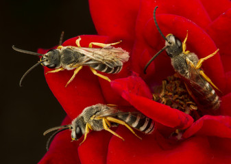 Adorable bees