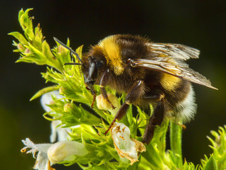 Hornet bee