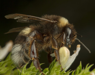 Hornet bee