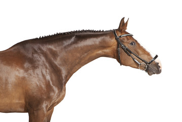 Pferd gestreckter hals freigestellt © pfluegler photo