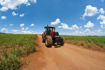 Sugar Cane Agriculture