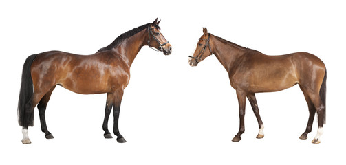 Fototapeta na wymiar zwei Pferde freigestellt
